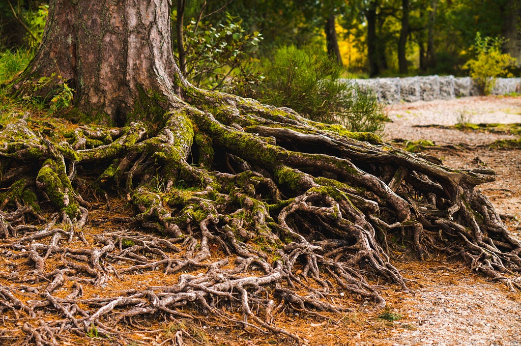 A tree with wiggly roots criss crossing