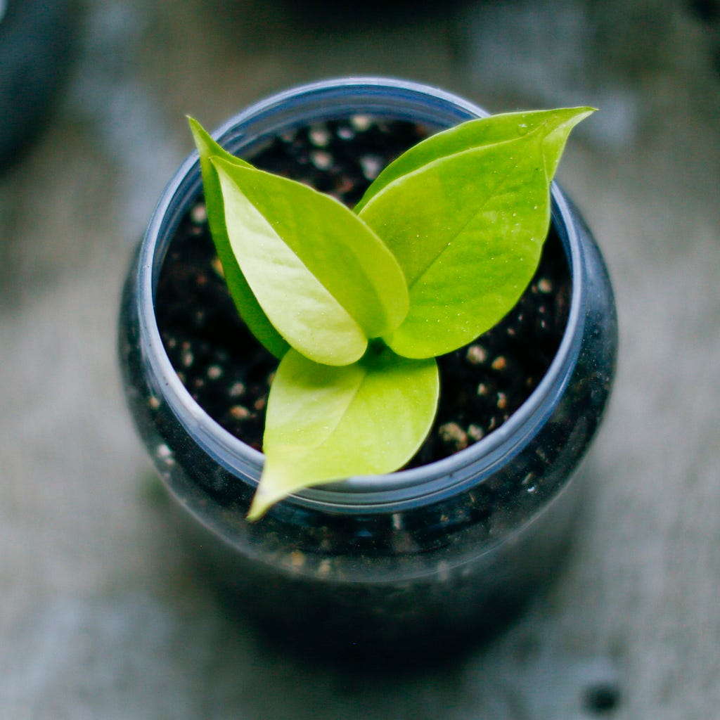 young pothos plant in a small pot