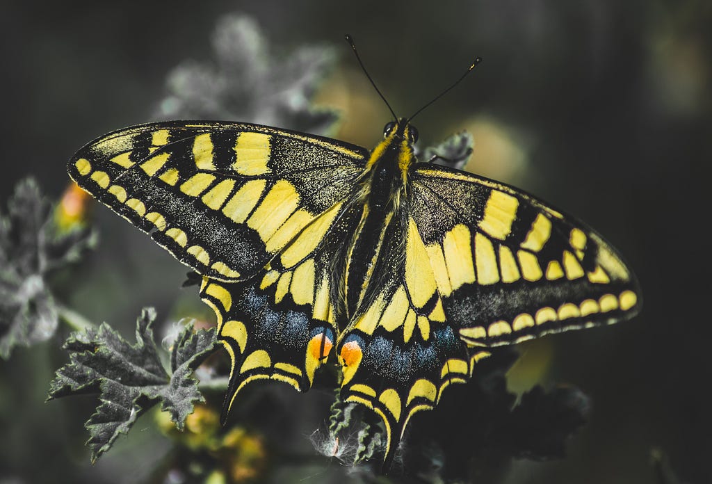 A yellow-black butterfly