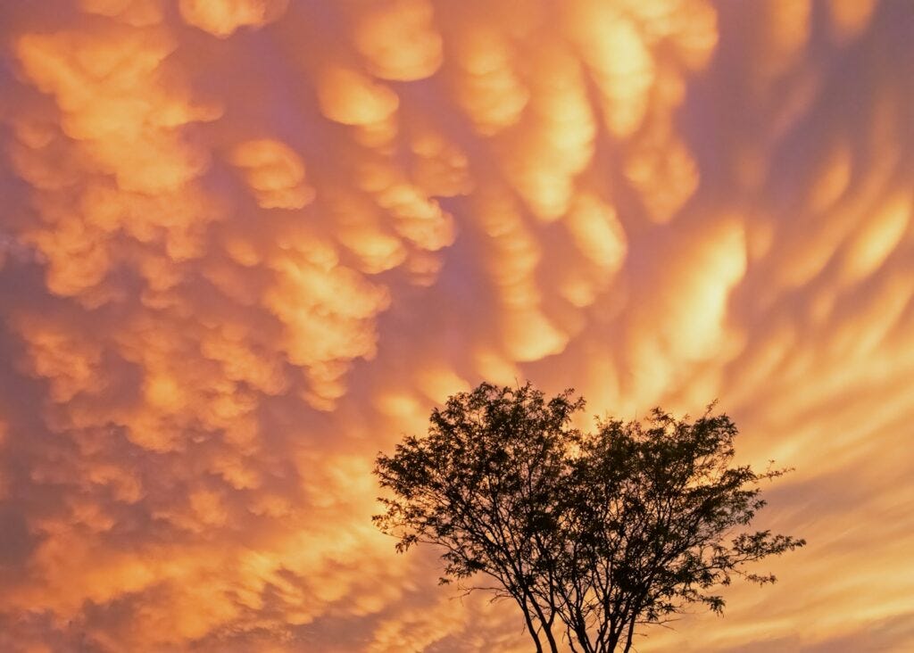 Orange colored mammatus clouds over a large tree.