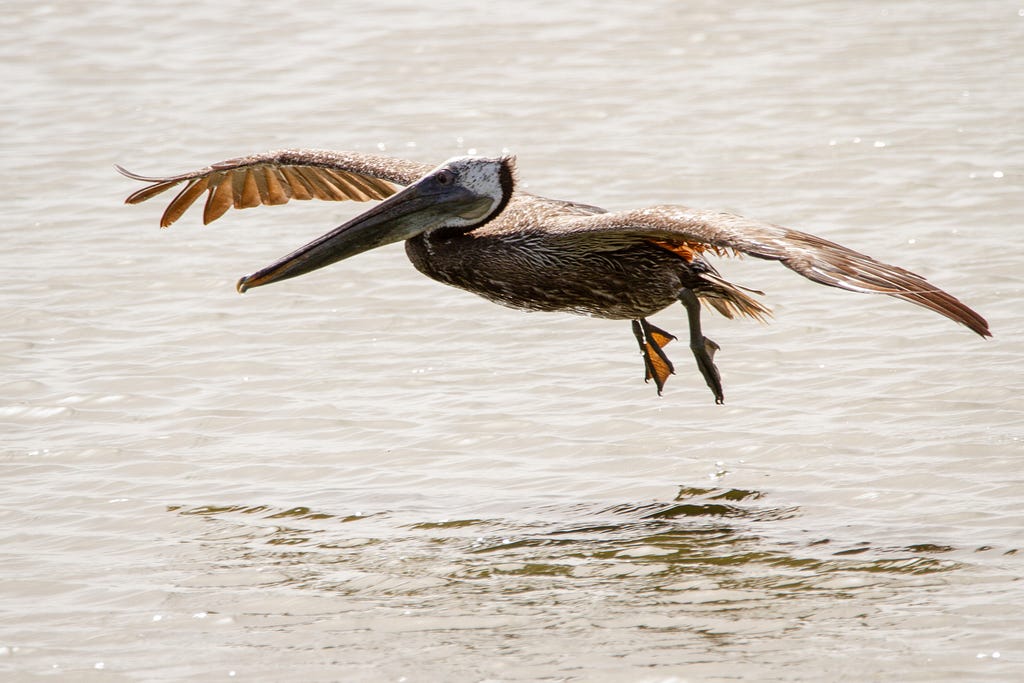 A brown pelican hovers over the water.