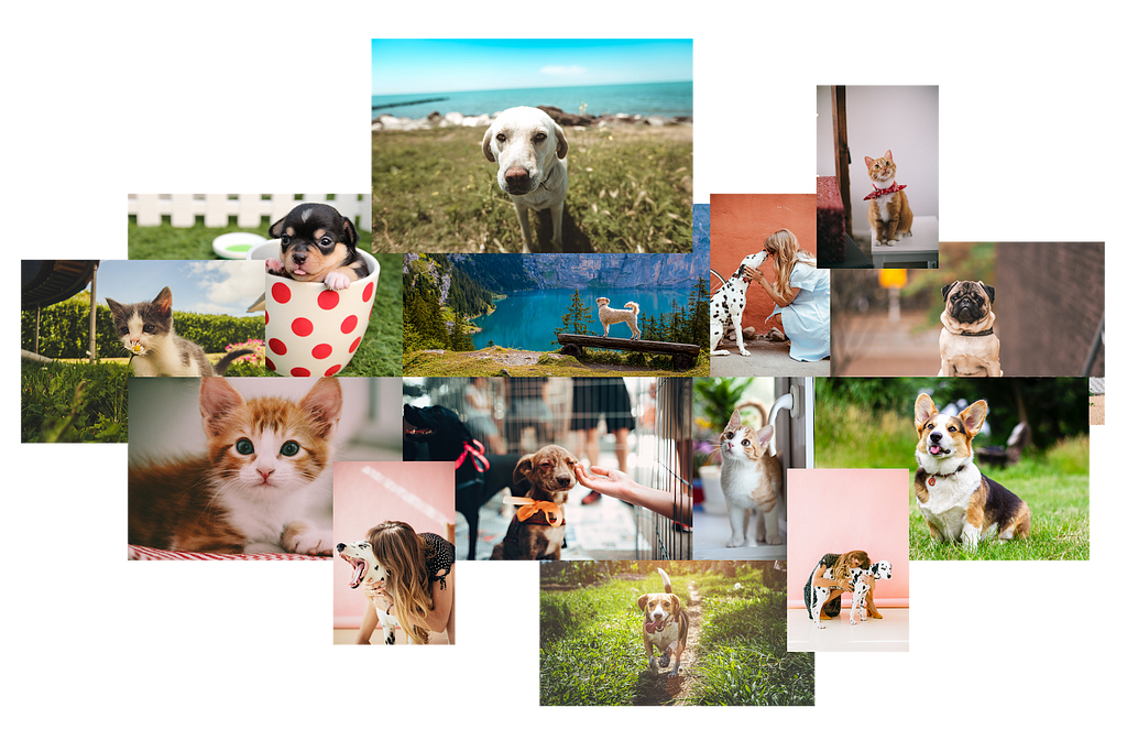 Collage of pet images for my colour palette