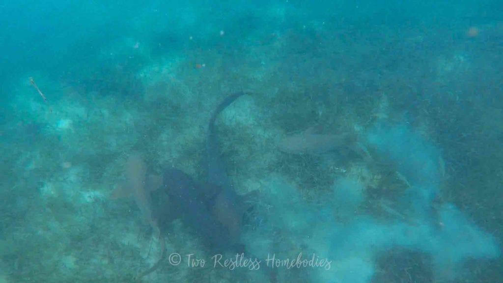 Silk Caye snorkeling with nurse sharks feeding