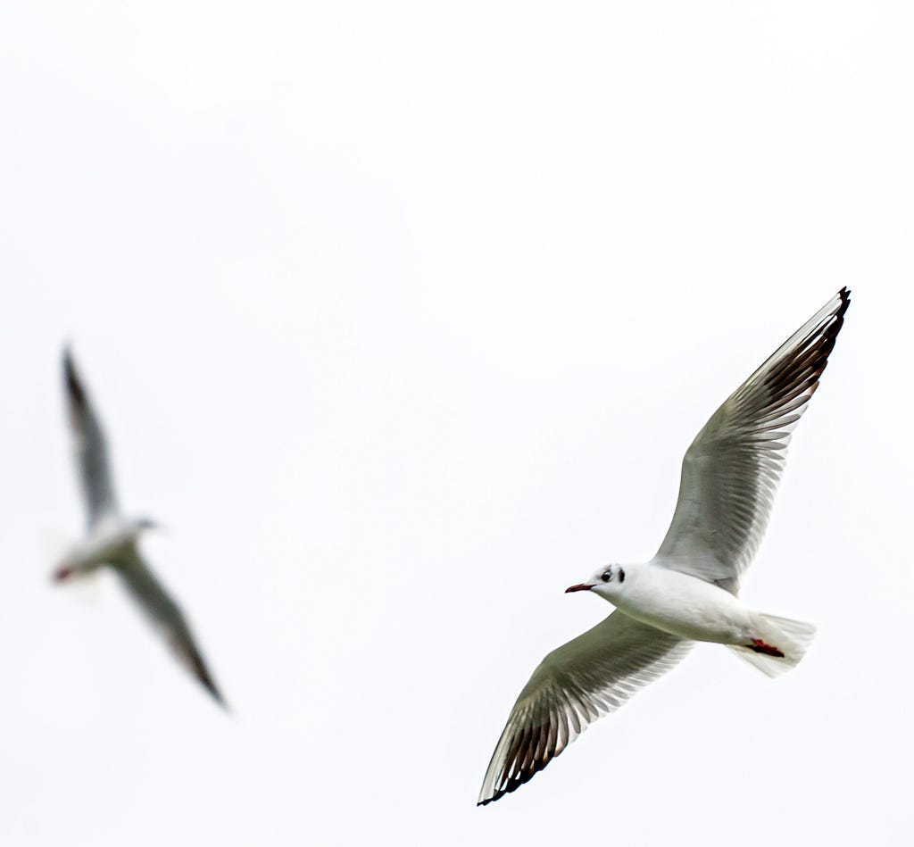 Two seagulls flying in circles in the air. One of them in the foreground, and the other is blurry in the background.