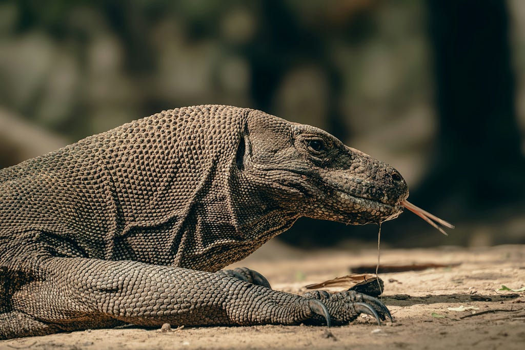 A komodo dragon laying on the floor with its tongue sticking out