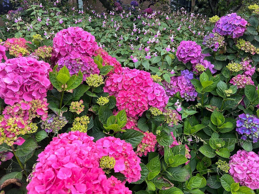 A shot of hydrangea in various shades of pink and purple.