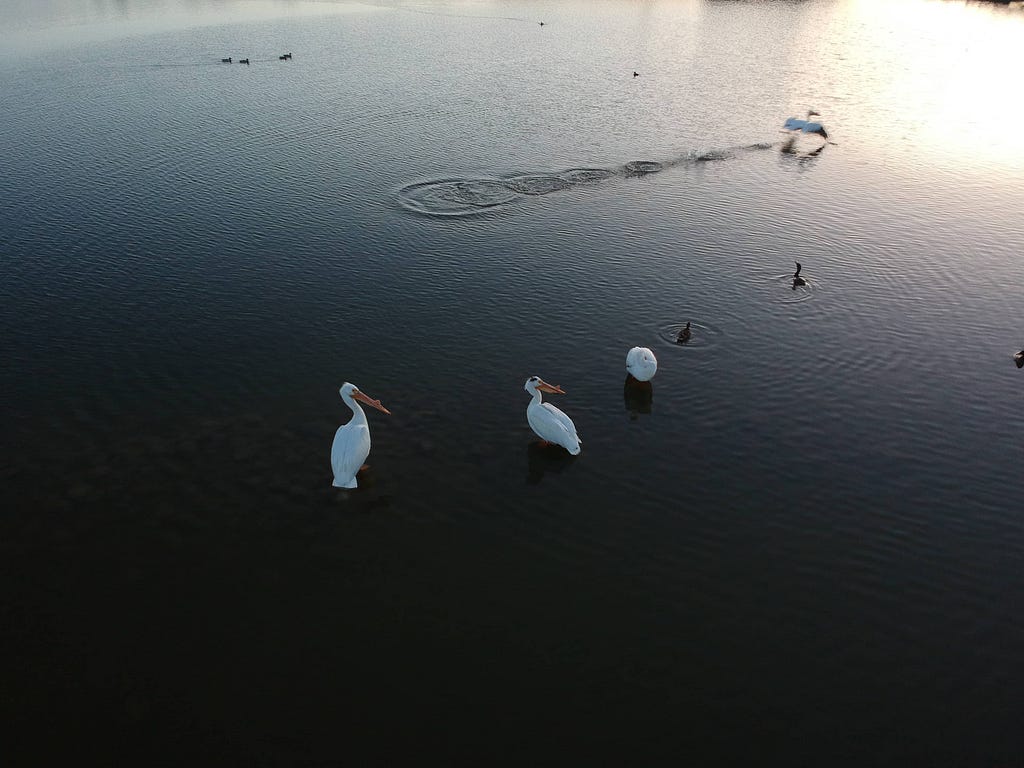 pelicans in the water