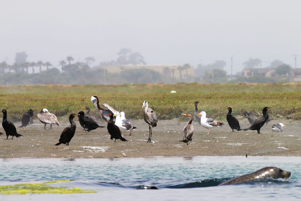 Biodiversity in Elkhorn Slough seal pelican gull heron