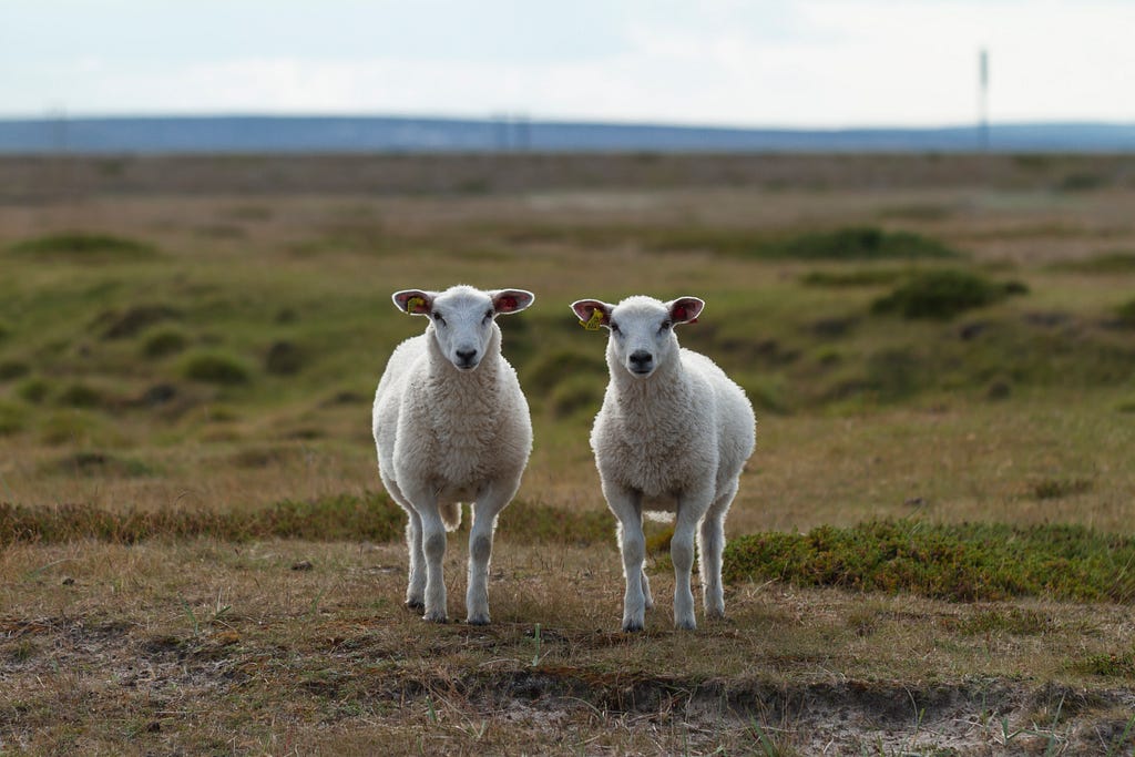 2 sheeps that look very similar