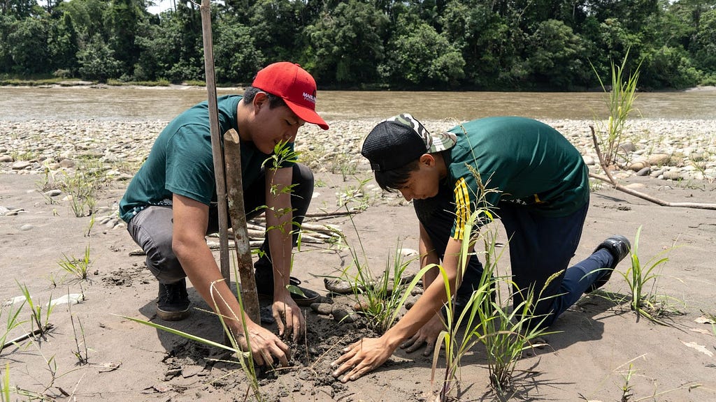 Two young Ecuadorian men plant grasses in a muddy river bed in Sucumbios, Ecuador.