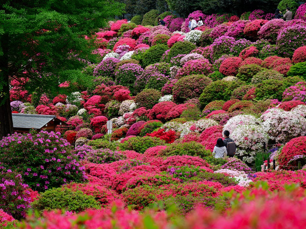 A woman and a men walking through the azalea garden in Nezu Shrine, Tokyo.