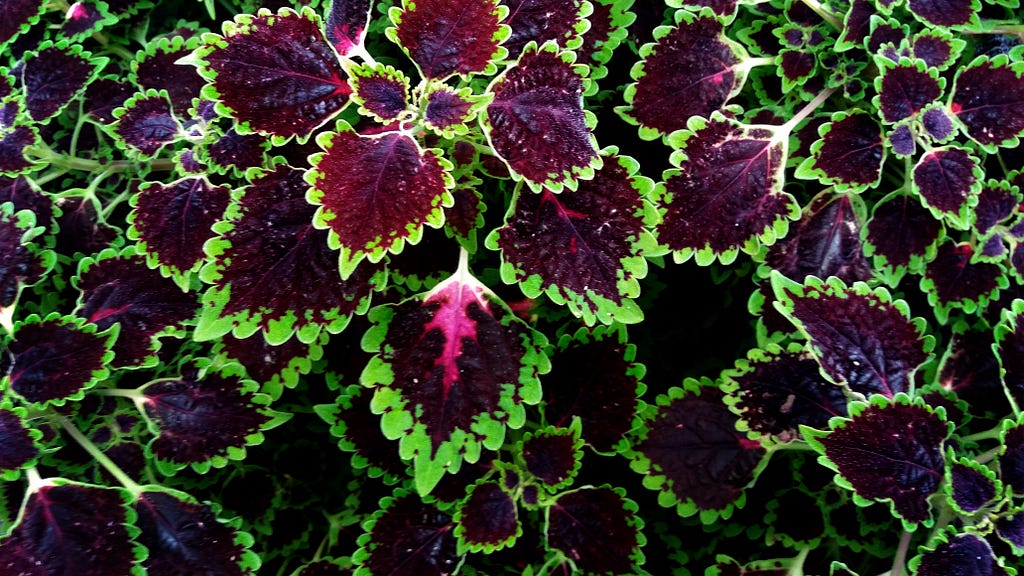 coleus plant with deep burgundy middle and mint coloured edging