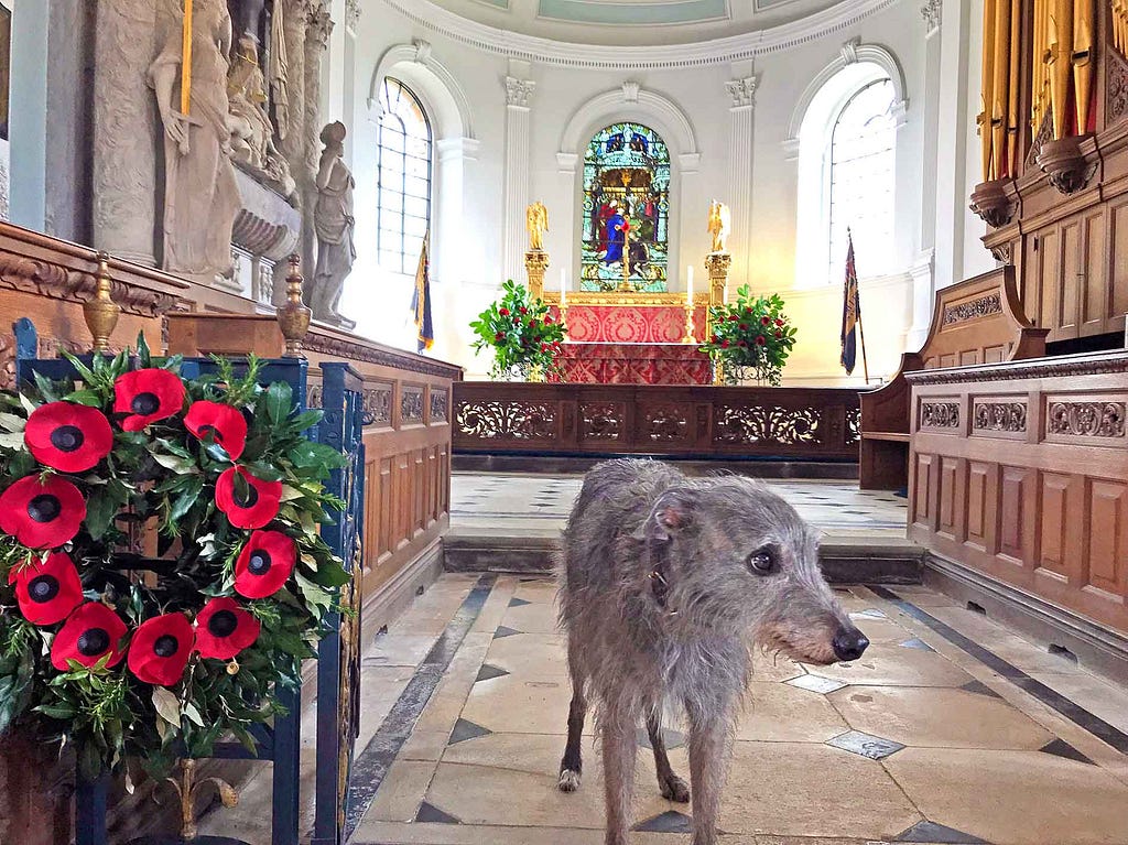 Ellie White, the Lurcher, doing flowers at the church 2018.