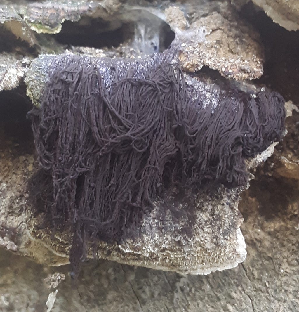 Close-up photograph of slime mold, which appears as a mass of tangled black strings