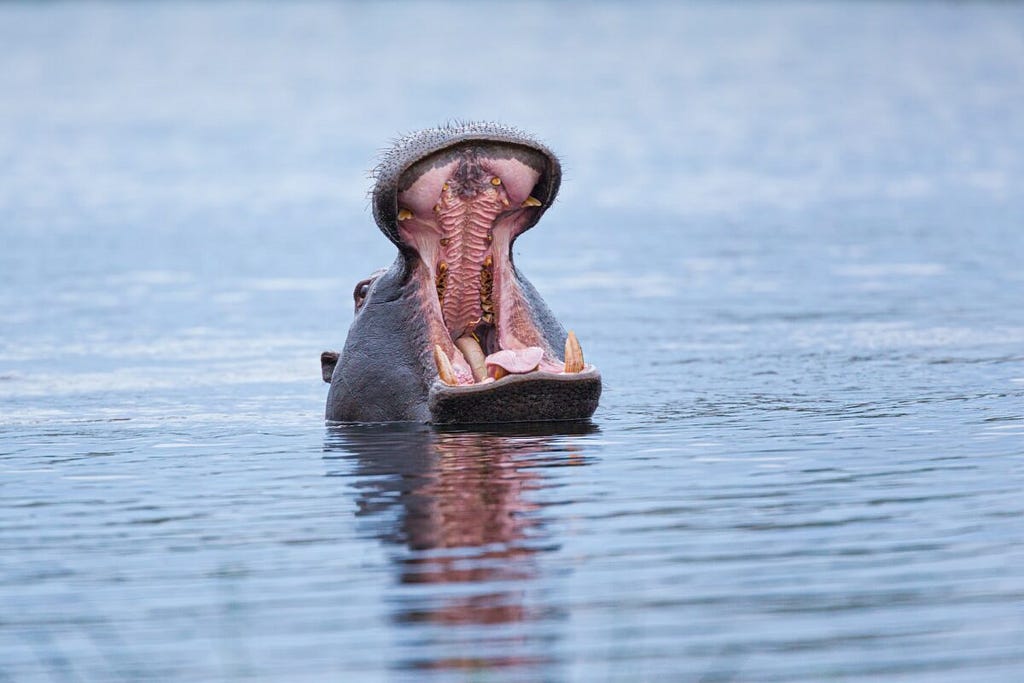 Hippopotamus