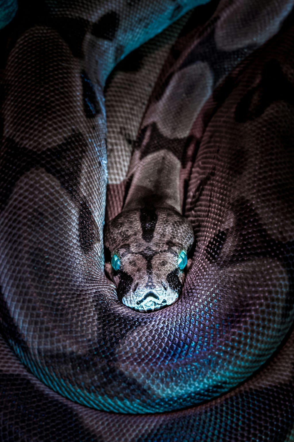 huge rock python, front view