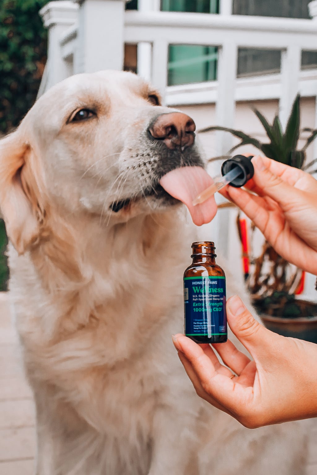 Dog licking at a dropper of CBD tincture