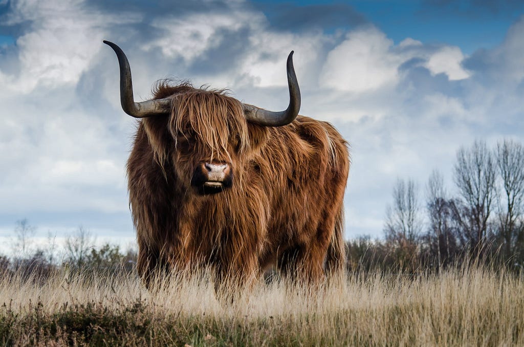 brown bull on green glass field under grey and blue cloudy sky