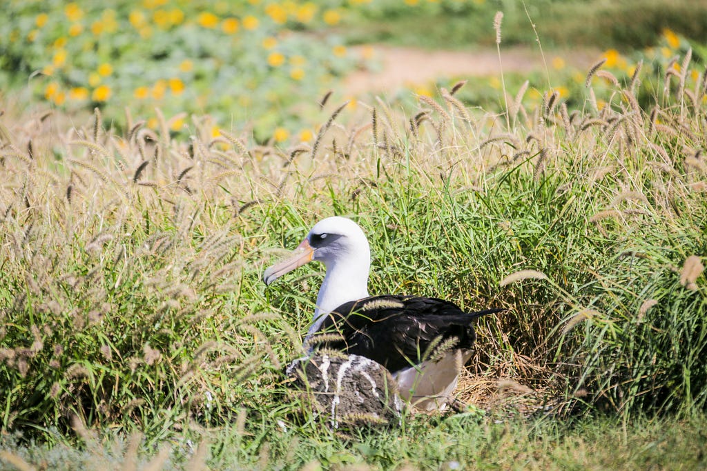 A seabird sitting in the grass. Excrements of seabirds become guano.