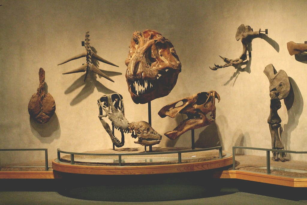 A collection of dinosaur bones and skulls at at museum.