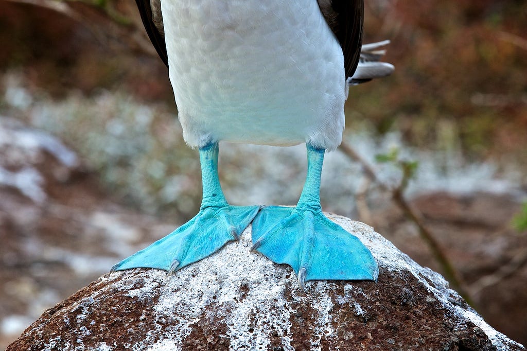 Photos Of The Galápagos Image: A close-up of the aptly named "blue-footed booby's" famous feet.