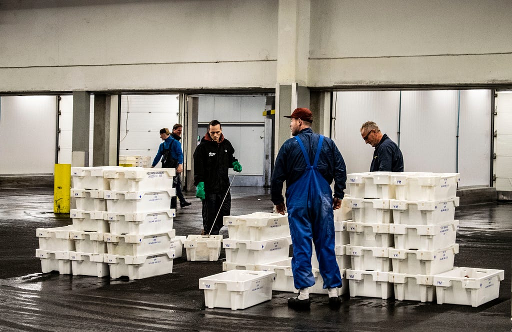 People working in the fish halls in the port of IJmuiden