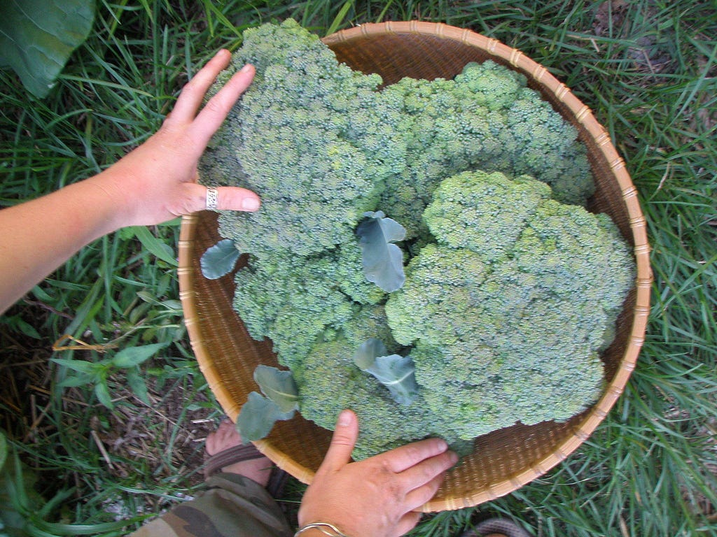 Growing Your Own Food Broccolli