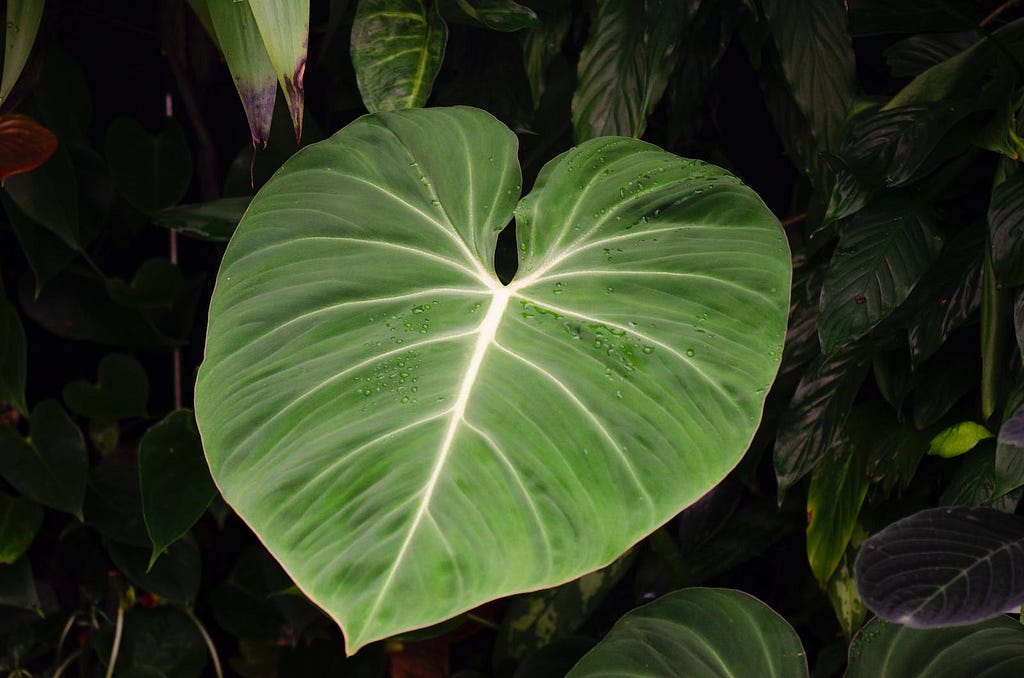 Jose Buono philodendron- 5 Benefits, care, and where to buy