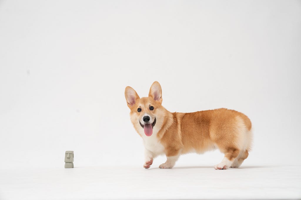 Foto de um cachorro da raça corgi com a língua para fora em frente a um fundo branco. Ele tem a pelagem caramelo, pernas curtas e orelhas arredondadas apontando para cima.