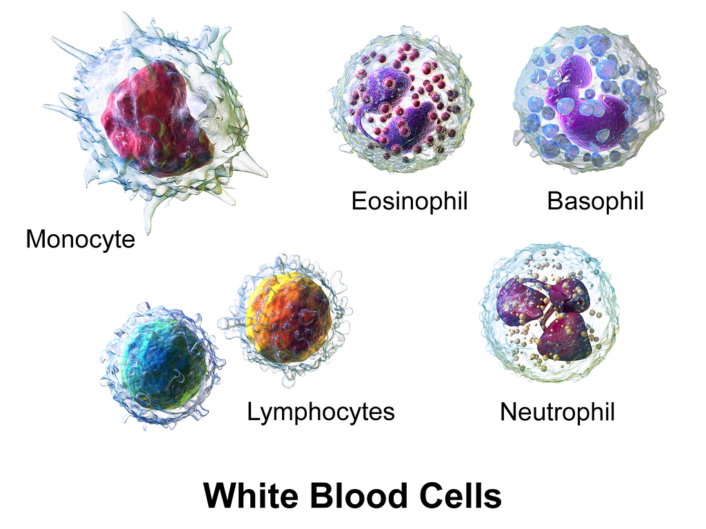 Types Of WBCs- Monocytes, Lymphocytes, Basophils, Eosinophils and Neutrophils