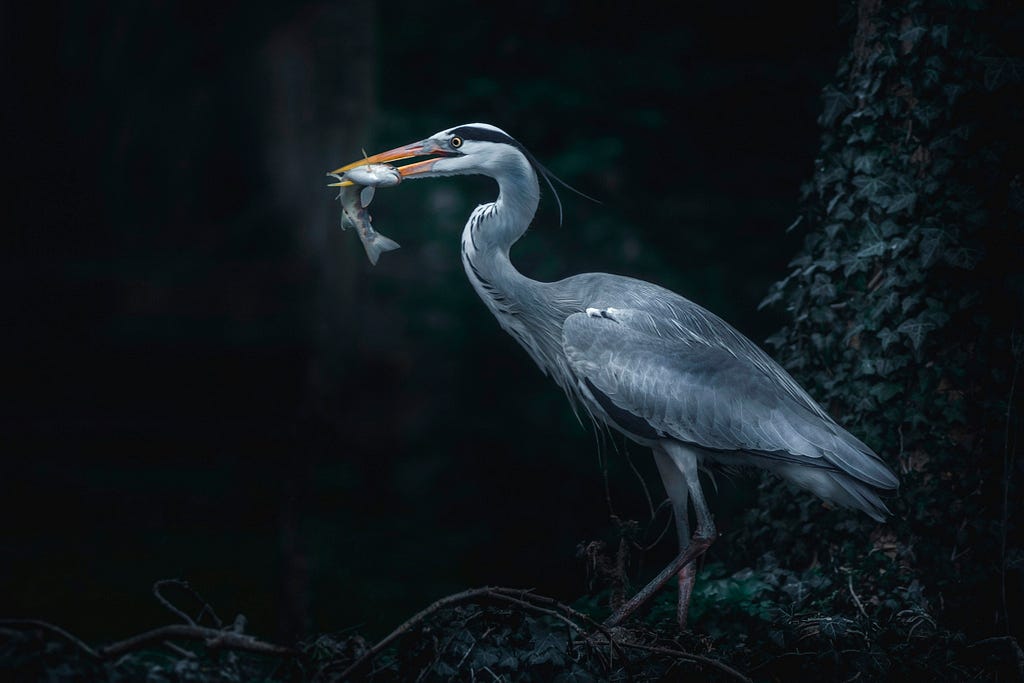 Picture of a great blue heron with a fish in its beak.