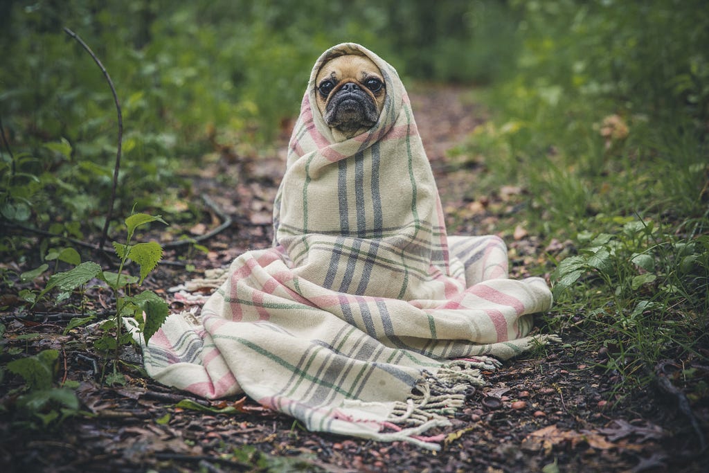 A dog (possibly a pug or bulldog?) sits in the forest wrapped in a plaid woolen blanket