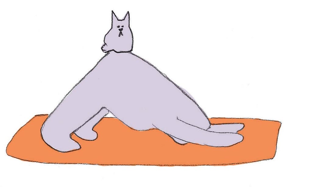Blurb in a downward dog pose with his cat perched on top.