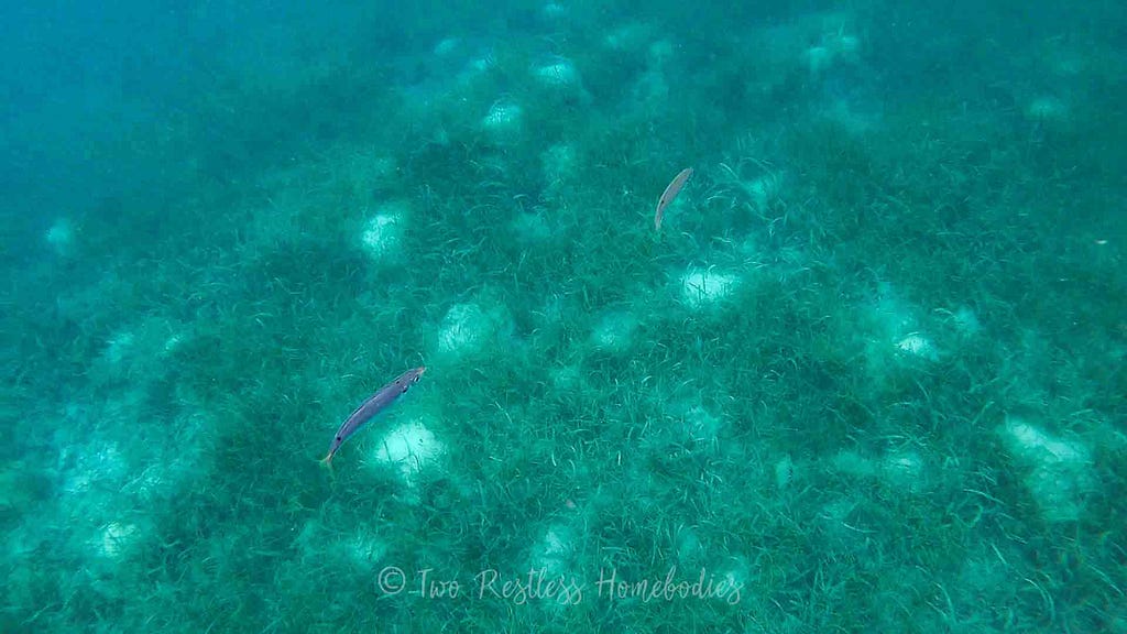 Fish swimming while snorkeling the Silk Caye Belize reef