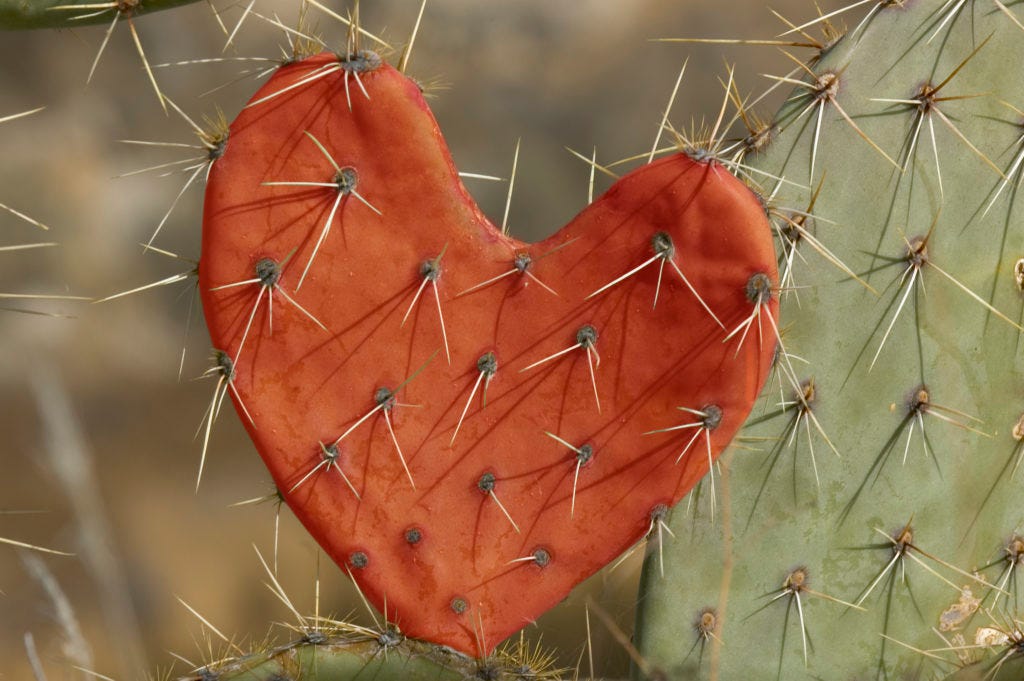 A prickly-pear cactus with a pad growing in the shape of a heart
