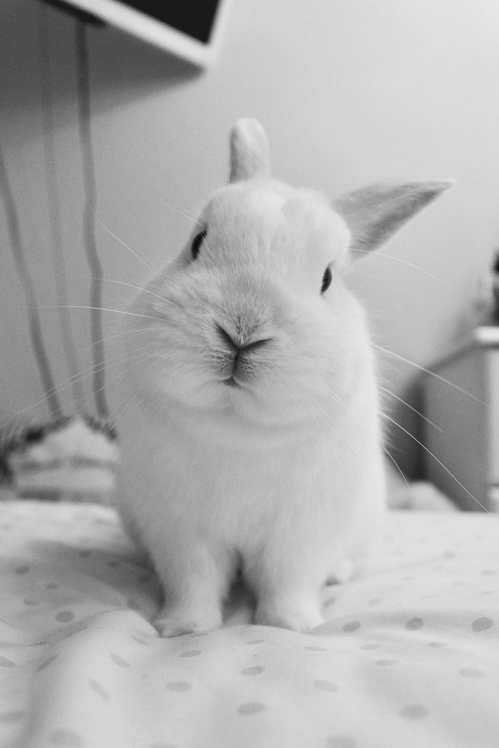 a white rabbit looking into the camera