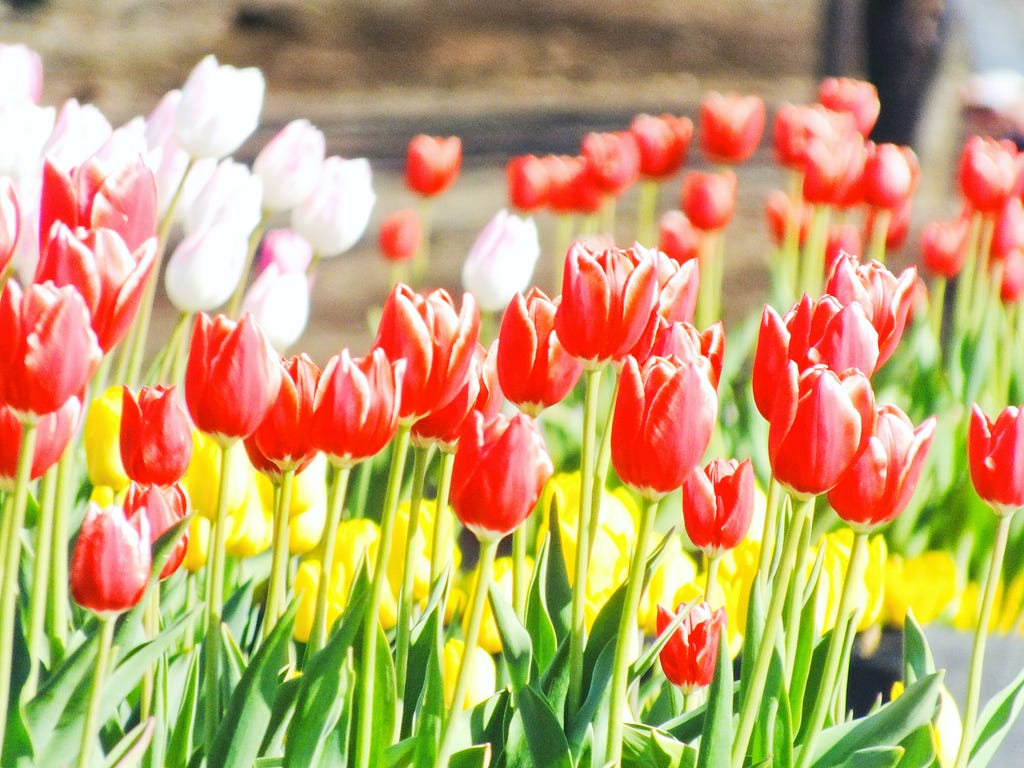 Tulips of three different colors: white, red, and yellow.