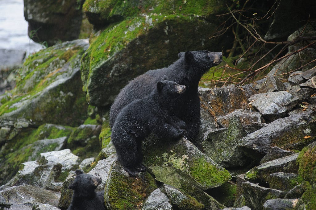 Mark Meyer/USFS