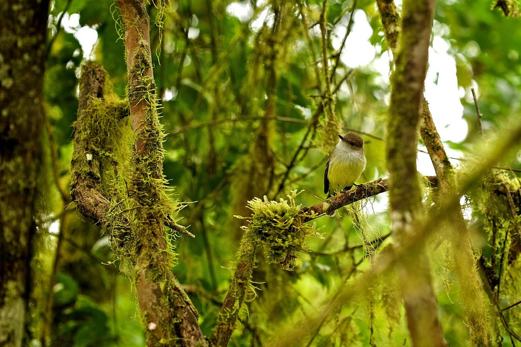 Photos Of The Galápagos Image: A bird sits on a mossy tree branch.