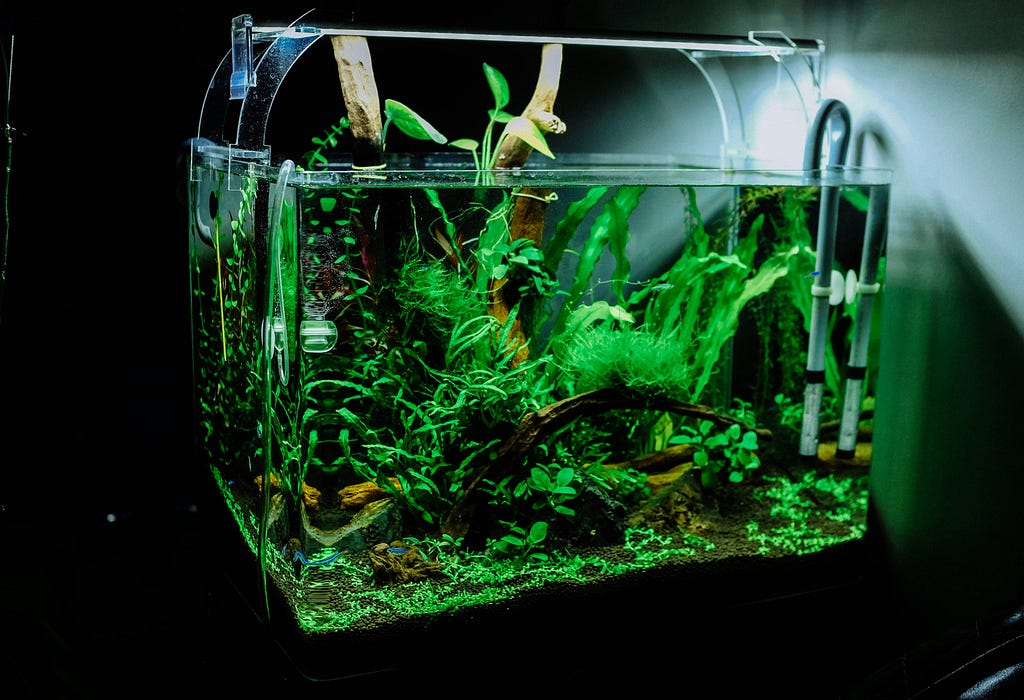 https://petfishguides.com/do-aquariums-need-air-pumps/