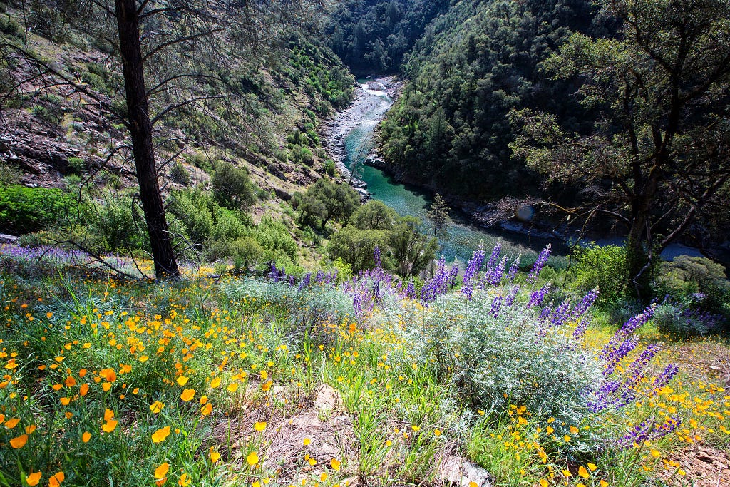 North Fork of the American River from a high bank covered in wildflowers