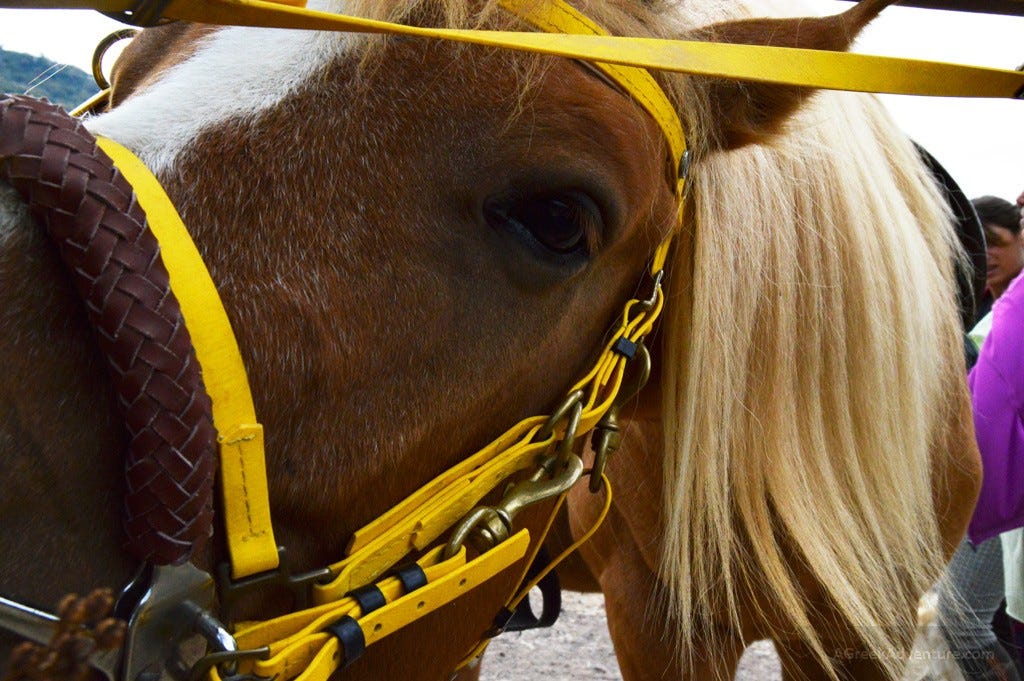 Lesvos HorseBack Riding and Hiking