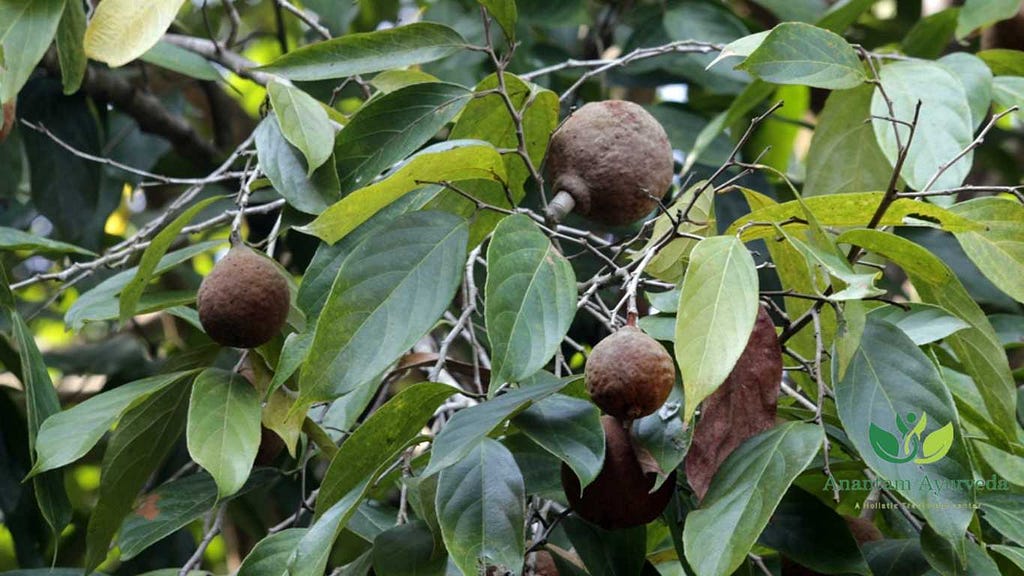 Tuvaraka (Hydnocarpus Laurifolia)
