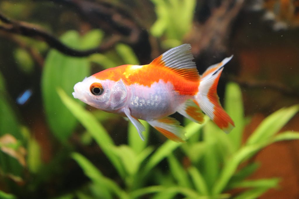 A goldfish in a planted aquarium.