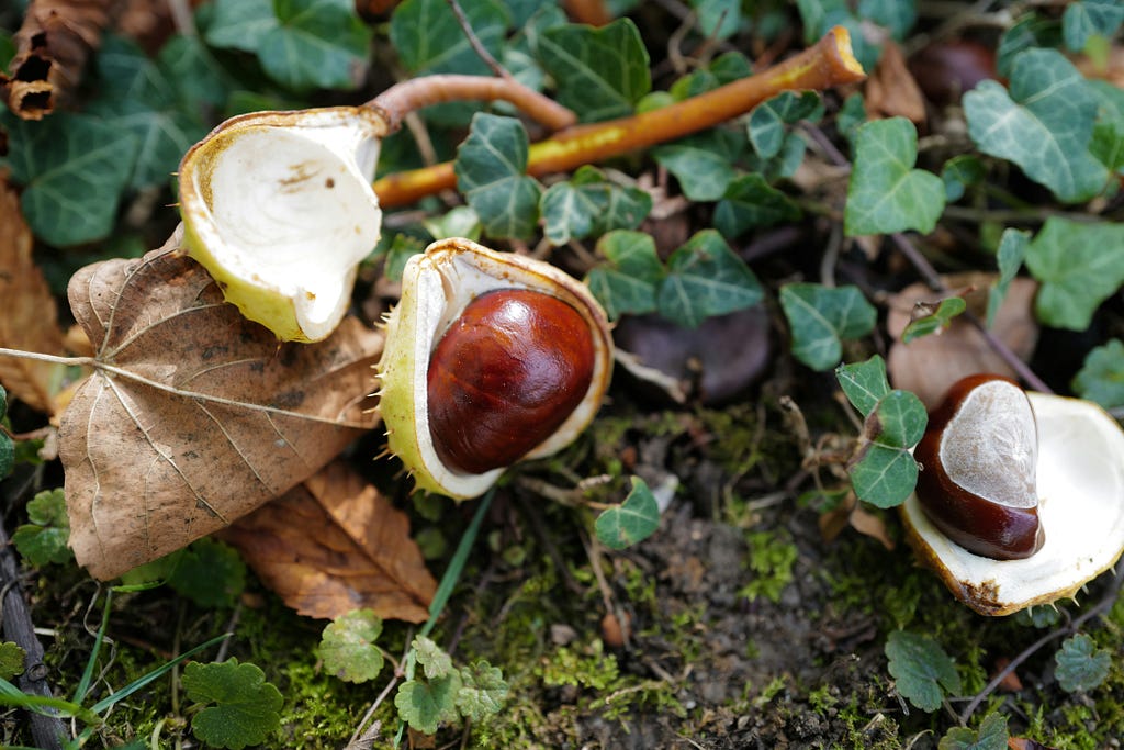 Broken chestnut shell on ground with leaves on it