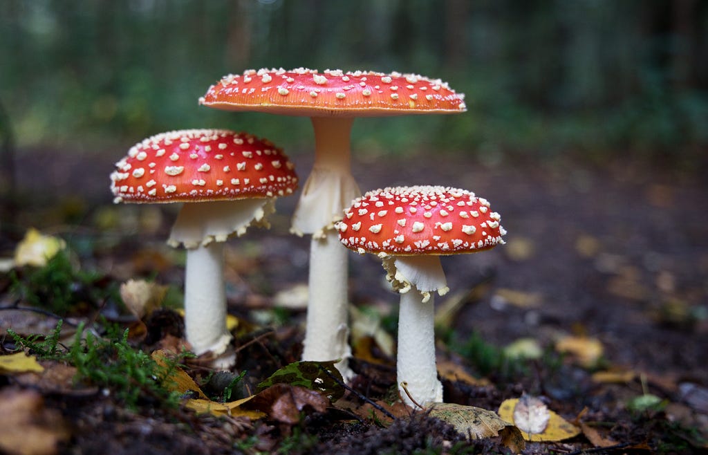 red capped mushrooms in a forrest