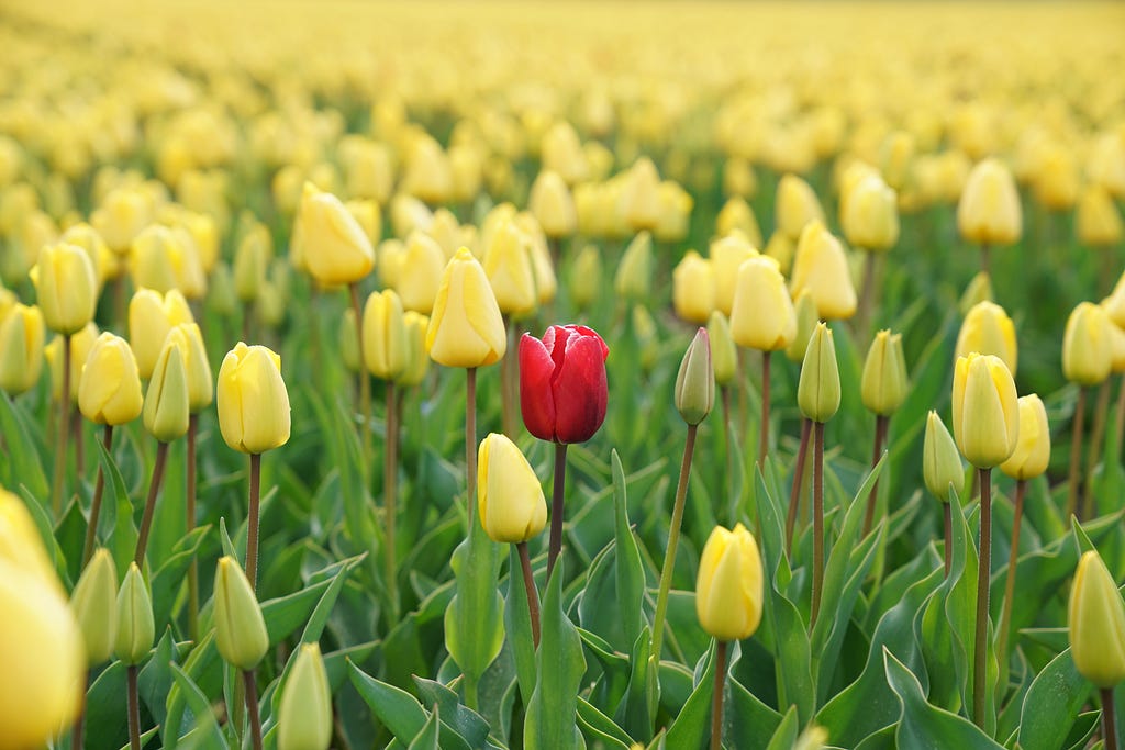 Image of a red flower surrounded by a field of yellow flowers