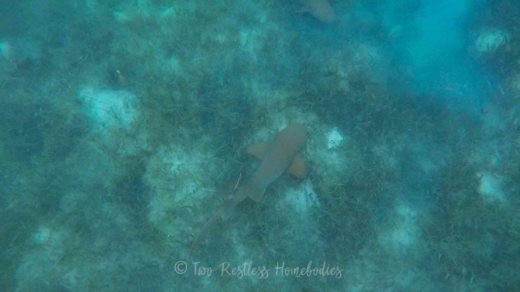 Snorkeling with a nurse shark swimming by