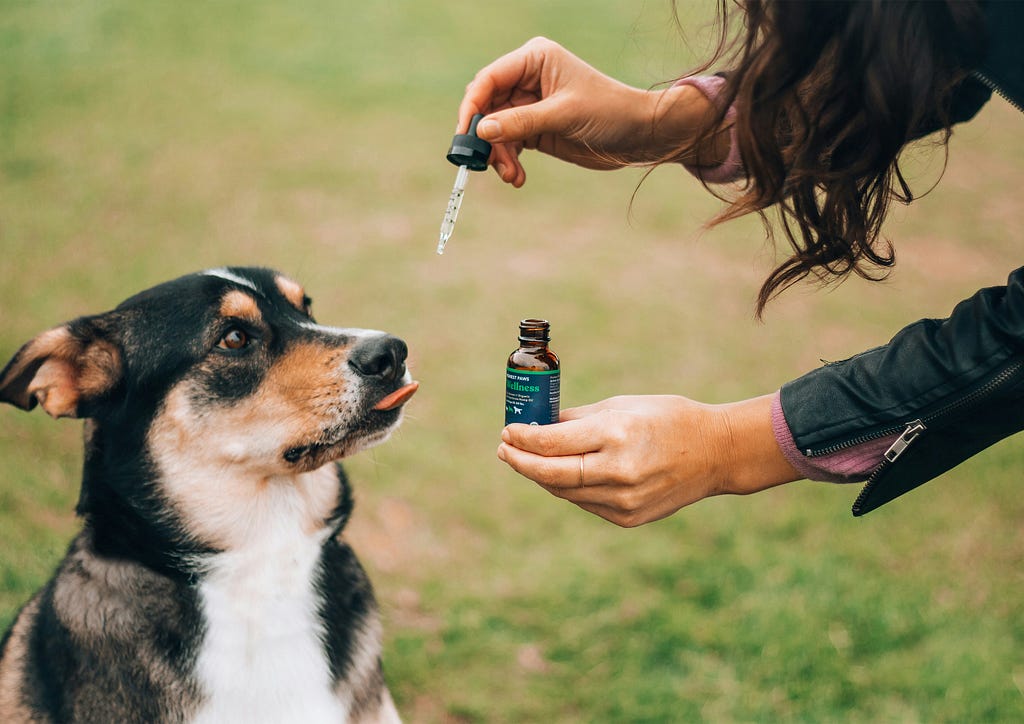 A woman tries to give an unwilling dog CBD oil.