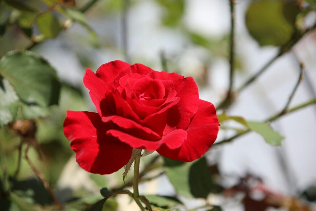 red rose in bloom during daytime